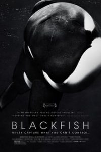 Download Blackfish (2013) BluRay {English With Subtitles} 720p [800MB] || 1080p [1.16GB]