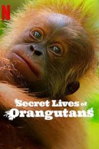 Download Secret Lives of Orangutans (2024) Dual Audio (Hindi-English) Msubs Web-Dl 480p [284MB] || 720p [803MB] || 1080p [1.6GB]