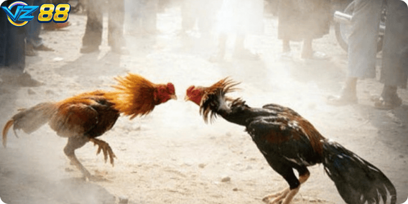 Trường Gà Hà Nội – Nơi Hội Tụ Đam Mê Đá Gà Cực Kịch Tính